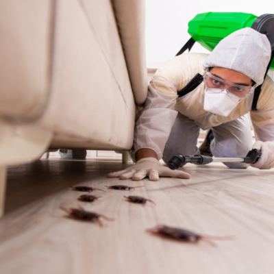 DỊCH VỤ DIỆT GIÁN