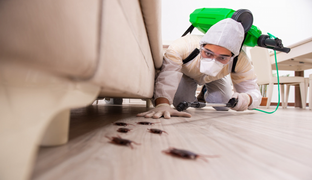 DỊCH VỤ DIỆT GIÁN