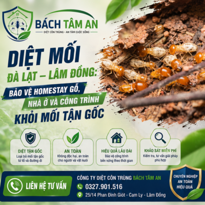 Diệt Mối Đà Lạt – Lâm Đồng: Bảo Vệ Homestay Gỗ, Nhà Ở Và Công Trình Khỏi Mối Tận Gốc