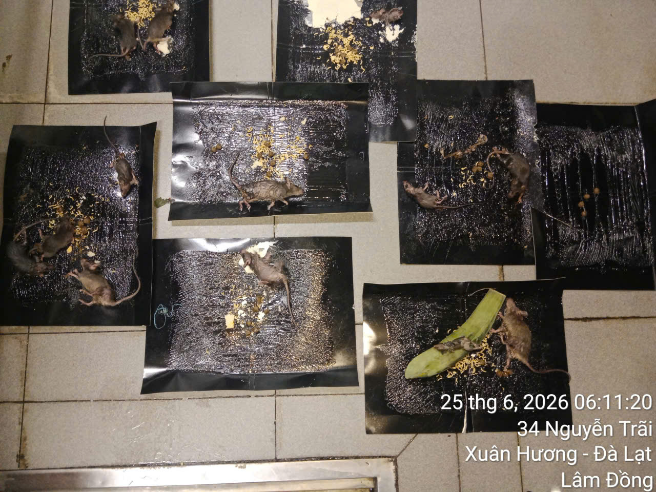 Chuột Vào Nhà Không Chỉ Gây Phiền Toái – Những Tác Hại Bạn Không Nên Bỏ Qua