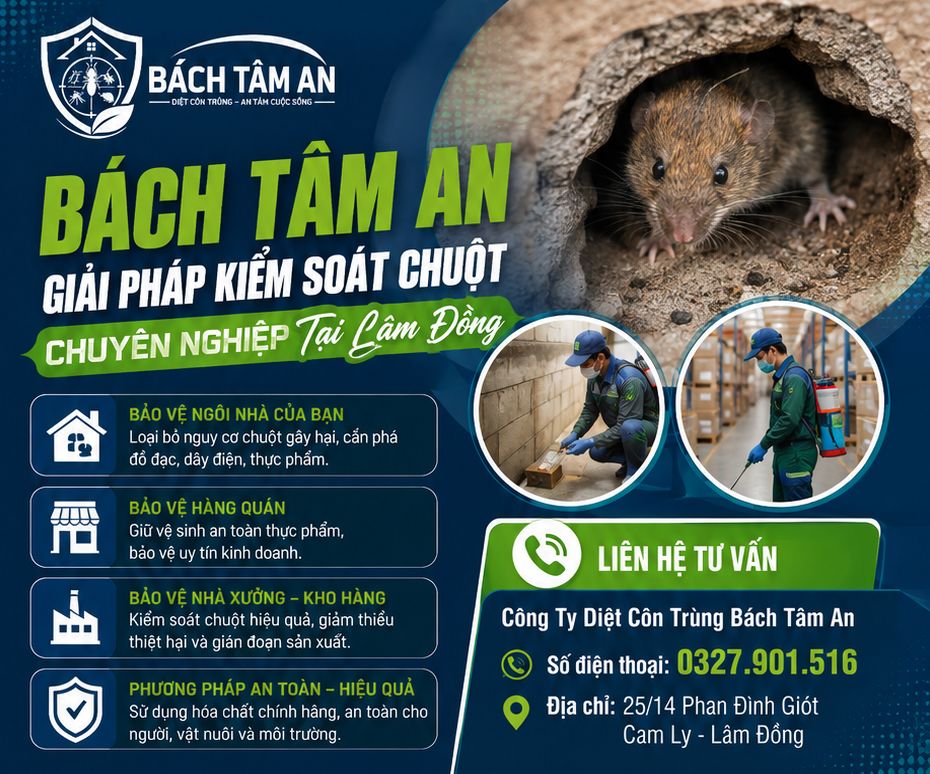 Chuột Vào Nhà Không Chỉ Gây Phiền Toái – Những Tác Hại Bạn Không Nên Bỏ Qua