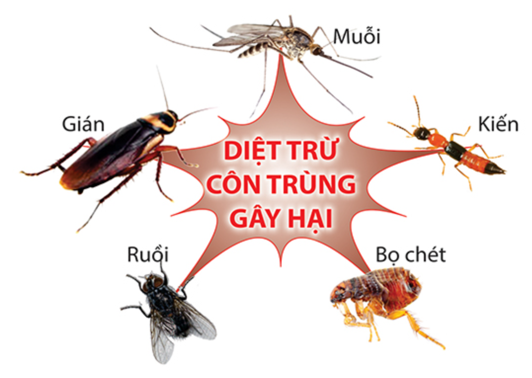 Dịch Vụ Diệt Côn Trùng Đà Lạt – Kiểm Soát Toàn Diện Cho Nhà Ở, Homestay, Khách Sạn, Nhà Hàng