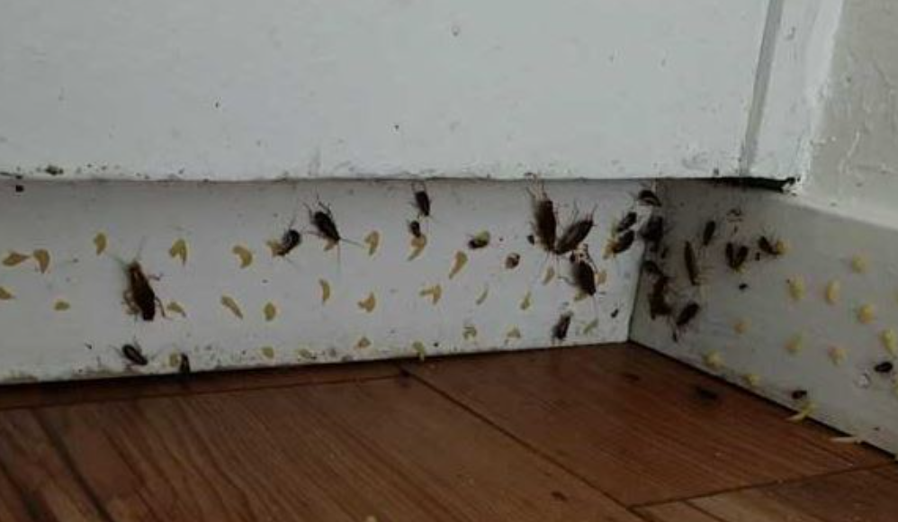 Diệt Gián Đức Lâm Đồng – Giải Pháp Kiểm Soát Gián Đức Tận Gốc Tại Đà Lạt, Đức Trọng