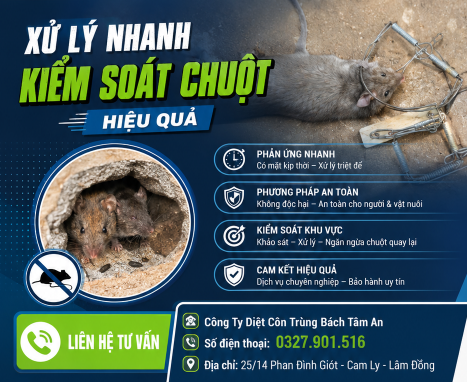 Bẫy Chuột Đà Lạt Có Thực Sự Hiệu Quả? Những Điều Bạn Cần Biết Trước Khi Đặt Bẫy