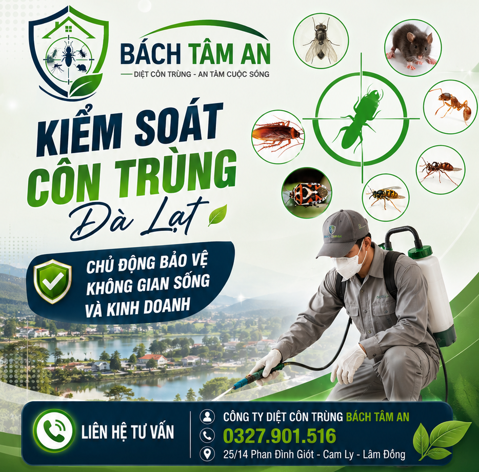 Có Thể Bạn Chưa Biết Hết Những Tác Hại Của Mối Ở Lâm Đồng