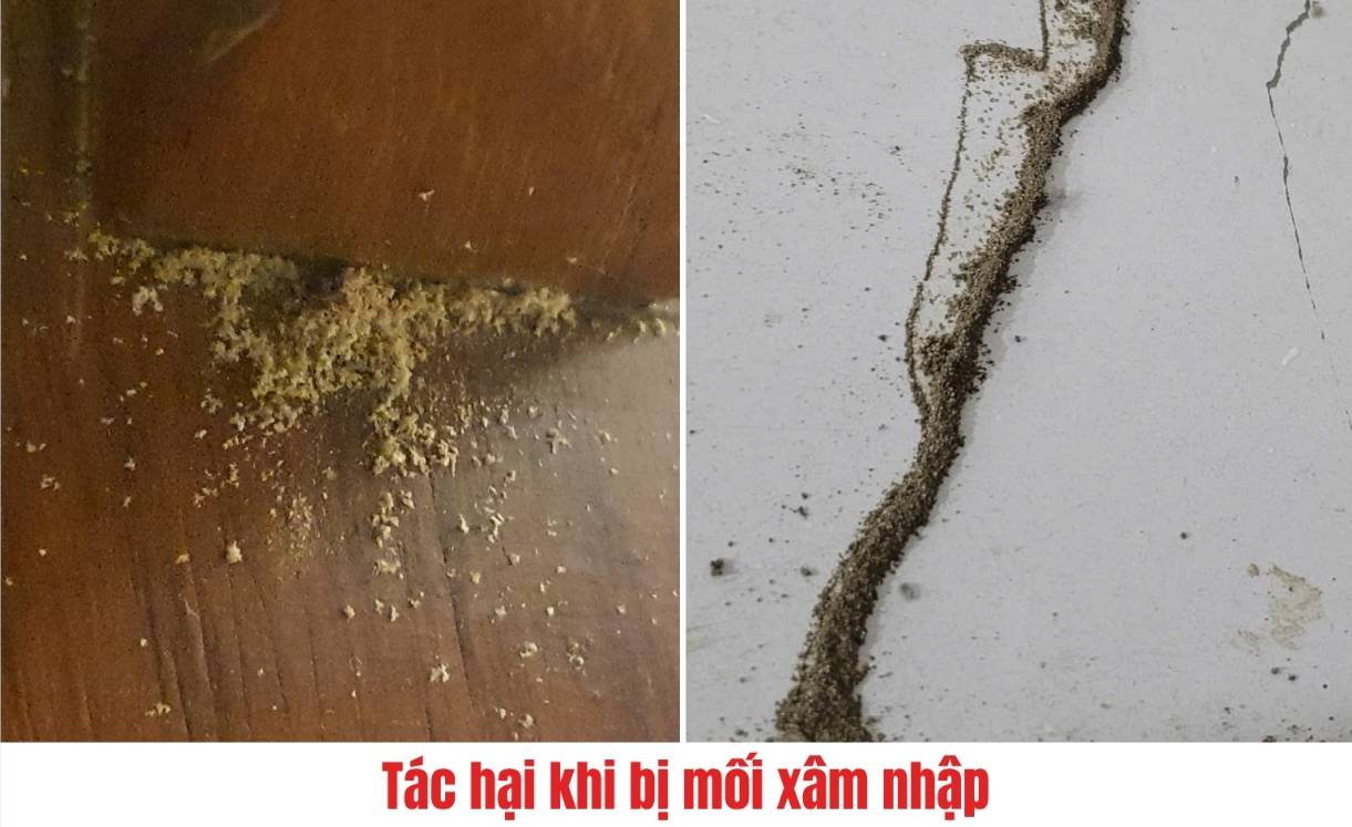 Có Thể Bạn Chưa Biết Hết Những Tác Hại Của Mối Ở Lâm Đồng