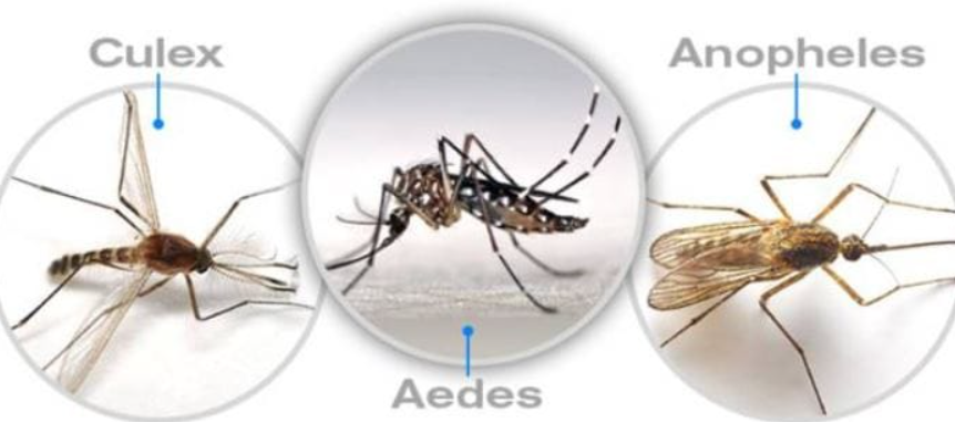 Dịch Vụ Diệt Côn Trùng Khắp Lâm Đồng