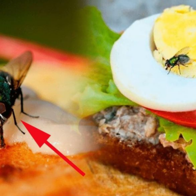 Dịch Vụ Diệt Côn Trùng Lâm Đồng – Phun Muỗi, Diệt Gián, Bẫy Chuột Đà Lạt