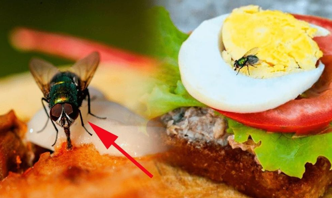 Dịch Vụ Diệt Côn Trùng Lâm Đồng – Phun Muỗi, Diệt Gián, Bẫy Chuột Đà Lạt