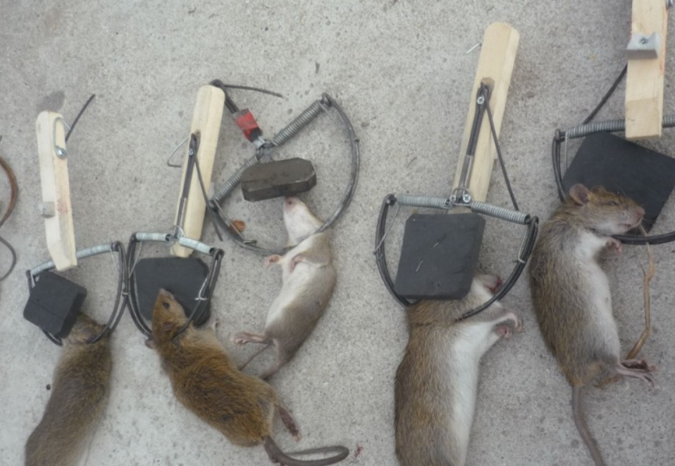 Diệt Chuột Trong Nhà Hàng Tại Đà Lạt Bằng Bẫy