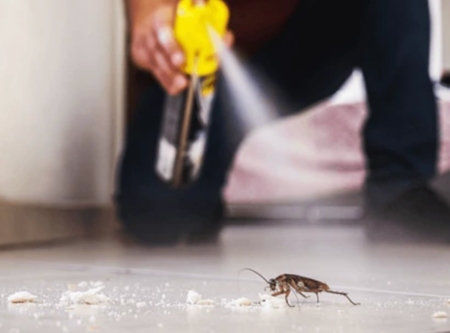 Diệt Gián Đức Trọng – Xử Lý Ổ Gián Tại Nhà Ở, Nhà Hàng Và Cơ Sở Kinh Doanh