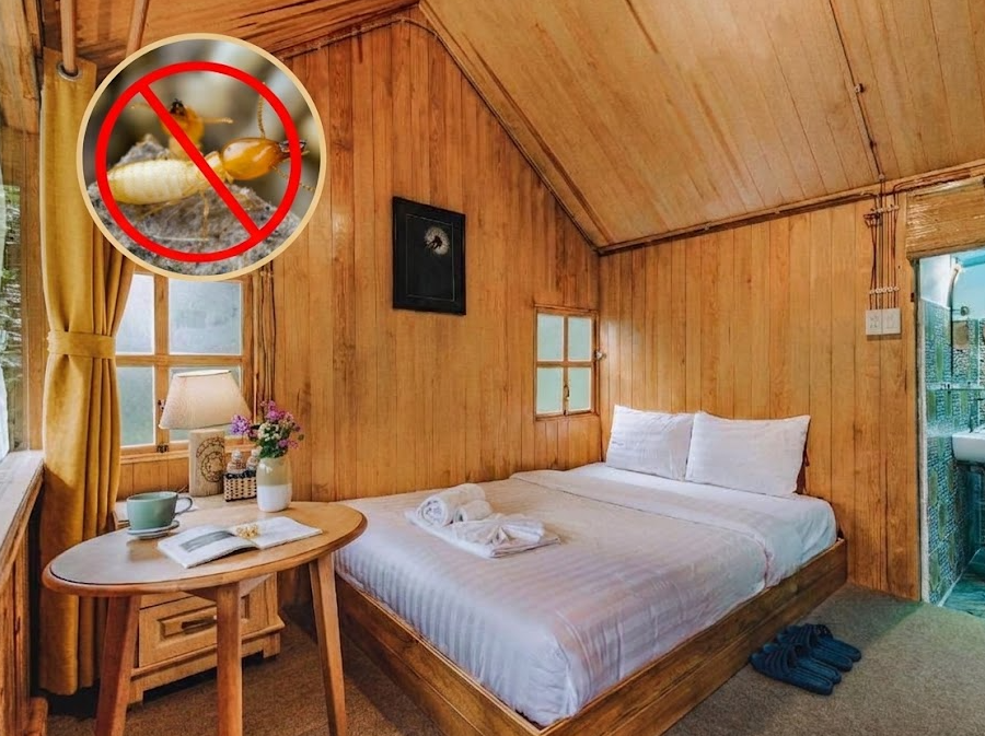 Homestay Nhiều Cây Xanh: Làm Sao Kiểm Soát Muỗi, Kiến Và Côn Trùng?