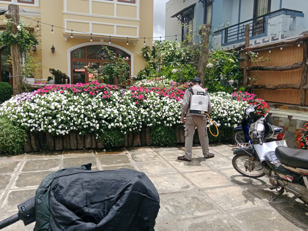 Homestay Nhiều Cây Xanh: Làm Sao Kiểm Soát Muỗi, Kiến Và Côn Trùng?