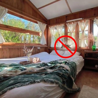 Phun Thuốc Muỗi Đà Lạt Cho Nhà Ở, Homestay, Khách Sạn – Xử Lý Nhanh, Gọn