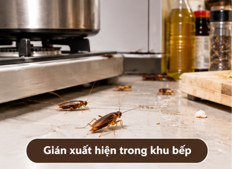 Thuốc Gián Hay Dịch Vụ Diệt Gián? Đâu Là Cách Xử Lý Hiệu Quả Hơn?